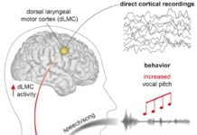 Humans are the only primates that can flexibly control the pitch of our voices