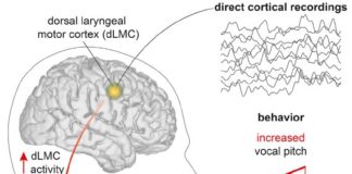 Humans are the only primates that can flexibly control the pitch of our voices