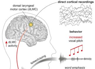 Humans are the only primates that can flexibly control the pitch of our voices