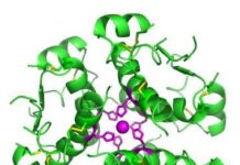 Kidney cells engineered to produce insulin when caffeine is present in the body