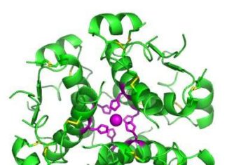Kidney cells engineered to produce insulin when caffeine is present in the body