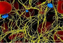 New research has identified the way nature creates its own plaster to try and prevent bacteria and other micro-organisms from penetrating open wounds