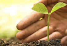 Newly discovered regulation process explains plant development