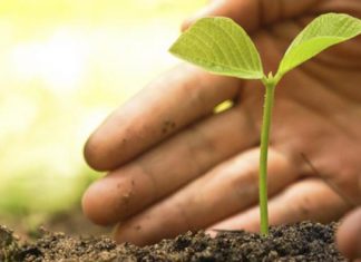 Newly discovered regulation process explains plant development