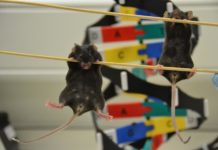Non-coding DNA changes the genitals you’re born with