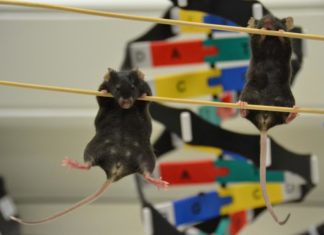 Non-coding DNA changes the genitals you’re born with