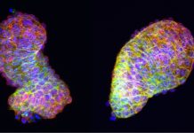 Polarized cells give the heart its fully developed form