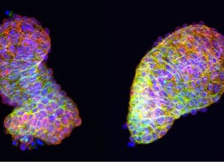 Polarized cells give the heart its fully developed form