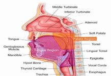 Removing tonsils and adenoids in childhood increases the long-term risk of respiratory, allergic and infectious diseases