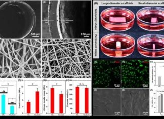 Researchers create new programmed shape-morphing scaffolds enabling facile 3-D endothelialization