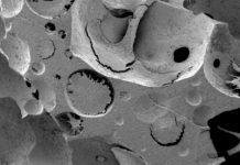 Researchers engineer human bone marrow tissue