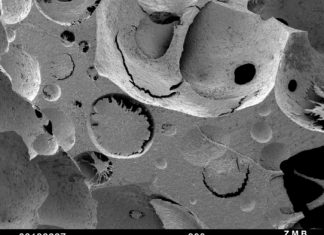 Researchers engineer human bone marrow tissue