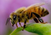 Researchers have identified neuropeptide alterations that occur in Africanized honeybee brains when they become aggressive