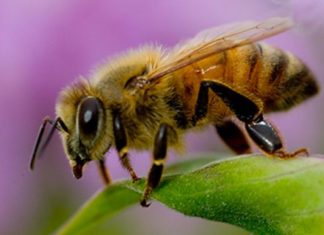 Researchers have identified neuropeptide alterations that occur in Africanized honeybee brains when they become aggressive