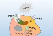 Researchers identify key protein involved in triggering inflammation