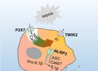 Researchers identify key protein involved in triggering inflammation