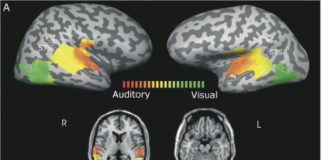 Researchers reports speech comprehension can improve as much as 10% when sound is delayed relative to vision