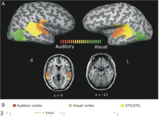 Researchers reports speech comprehension can improve as much as 10% when sound is delayed relative to vision