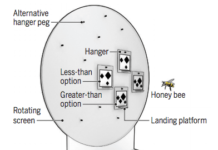Researchers reveal bees are able to grasp complex numerical concepts, such as the value of zero