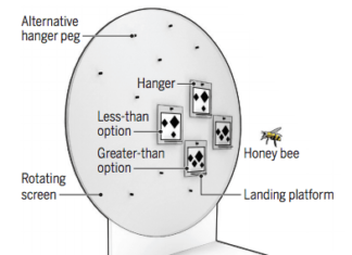 Researchers reveal bees are able to grasp complex numerical concepts, such as the value of zero