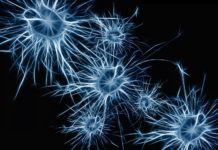 Researchers transform human blood cells into functional neurons