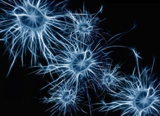 Researchers transform human blood cells into functional neurons