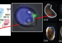 Scientists have captured the one cell that is capable of regenerating an entire organism