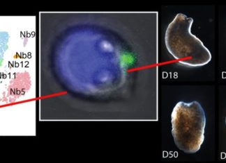 Scientists have captured the one cell that is capable of regenerating an entire organism