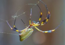 The way spider glues function in humid conditions provides clues for better commercial adhesives