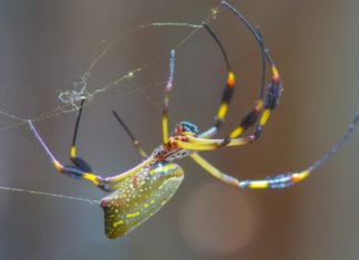 The way spider glues function in humid conditions provides clues for better commercial adhesives