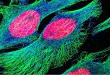 Virus could help treat advanced cancers