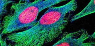 Virus could help treat advanced cancers