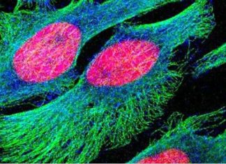 Virus could help treat advanced cancers