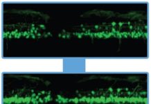 Watching stem cells repair spinal cord in real time
