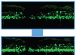 Watching stem cells repair spinal cord in real time