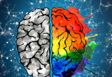 Study : early maternal diet affects brain development and adult memory