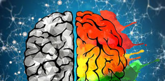Study : early maternal diet affects brain development and adult memory