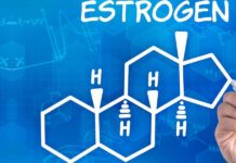 Long-term therapy with estrogen and bazedoxifene alters the microbial composition and activity in the gut, affecting how estrogen is metabolized