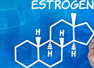 Long-term therapy with estrogen and bazedoxifene alters the microbial composition and activity in the gut, affecting how estrogen is metabolized
