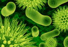 An immunization for stress created from beneficial bacteria could be on the horizon. The vaccine is said to have long lasting anti-inflammatory effects, making people more resilient to the psychological and physical effects of stress