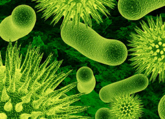 An immunization for stress created from beneficial bacteria could be on the horizon. The vaccine is said to have long lasting anti-inflammatory effects, making people more resilient to the psychological and physical effects of stress