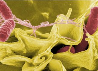 Depression and anxiety in obesity : Gut microbes may contribute