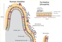 The innate immune system, our first line of defense against bacterial infection, has a side job that’s equally important: fine-tuning our metabolism