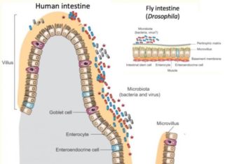 The innate immune system, our first line of defense against bacterial infection, has a side job that’s equally important: fine-tuning our metabolism