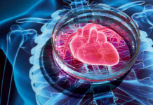 New insights into the development of heart disease therapeutics