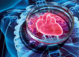 New insights into the development of heart disease therapeutics