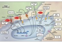 People who take immunosuppressant medications are less likely to develop Parkinson’s disease