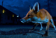 Human activity is causing the planet’s mammals to flee daylight for the protection of night