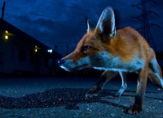 Human activity is causing the planet’s mammals to flee daylight for the protection of night