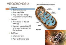 Scientists found a previously unknown link between mitochondria and kidney disease